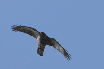 2023年12月7日(木) 恩智川治水緑地の野鳥観察記録