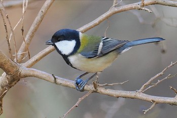 シジュウカラ 葛西臨海公園 2023年12月3日(日)