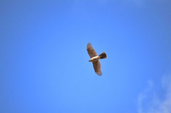 Eurasian Sparrowhawk 恩智川治水緑地 Sun, 12/3/2023