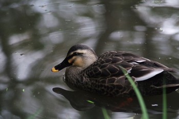 カルガモ 東高根森林公園 2023年12月6日(水)