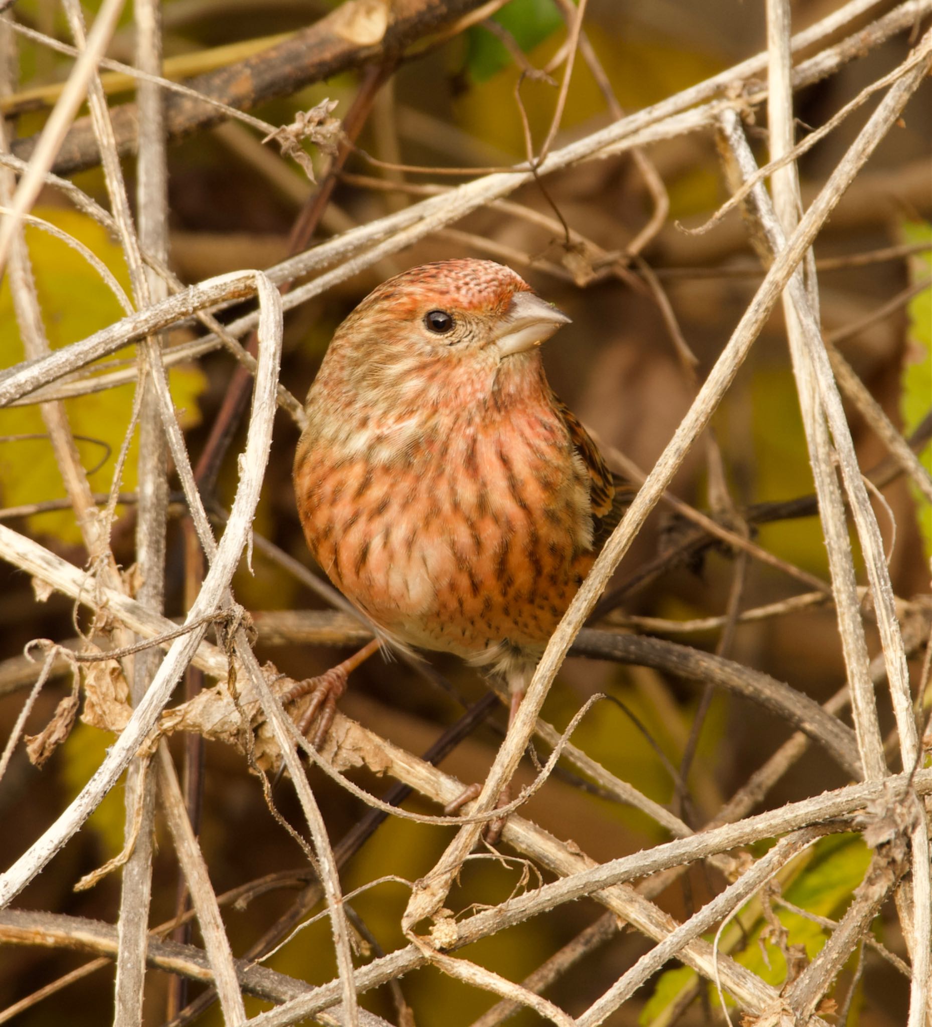 Pallas's Rosefinch