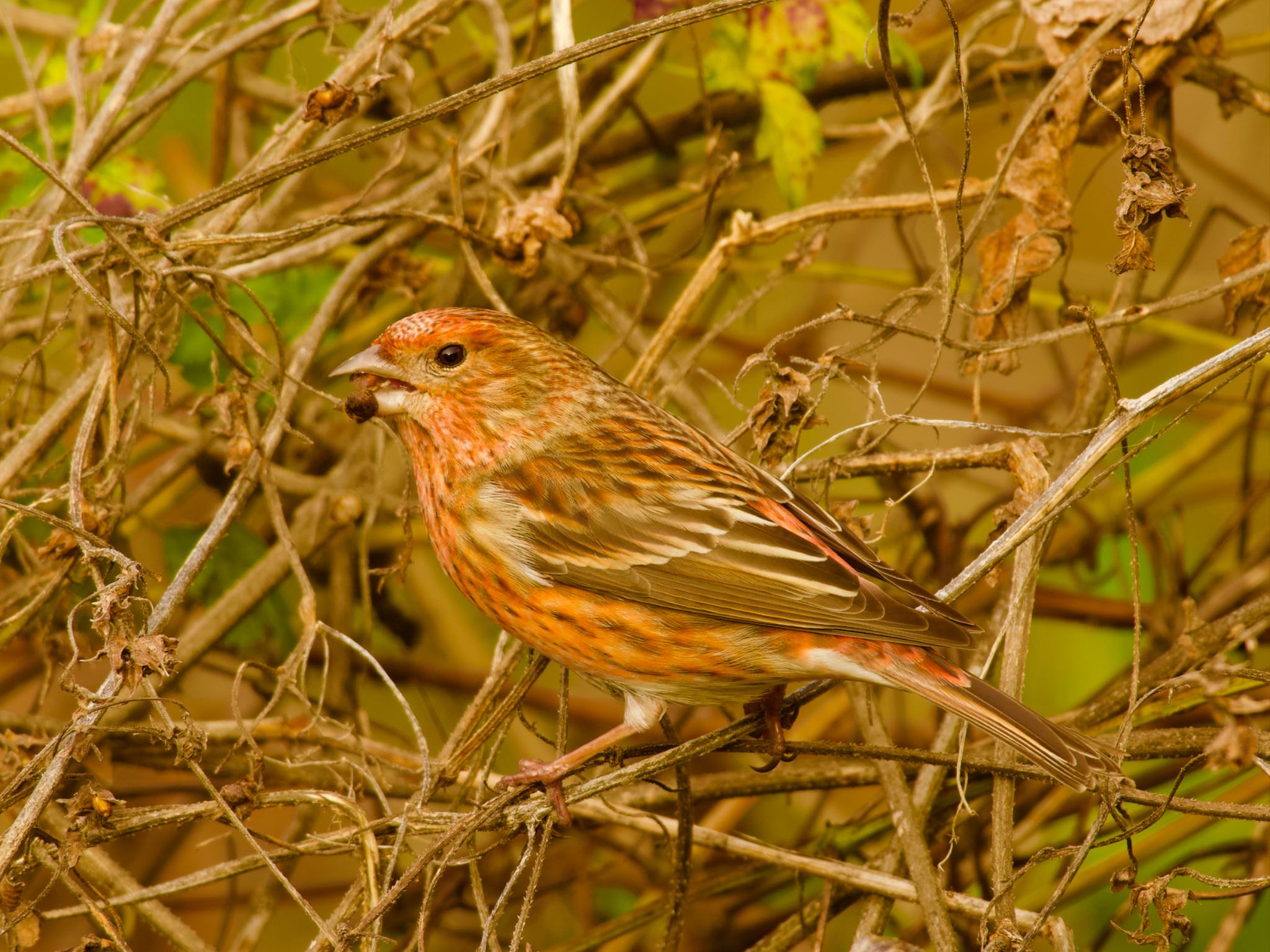 Pallas's Rosefinch