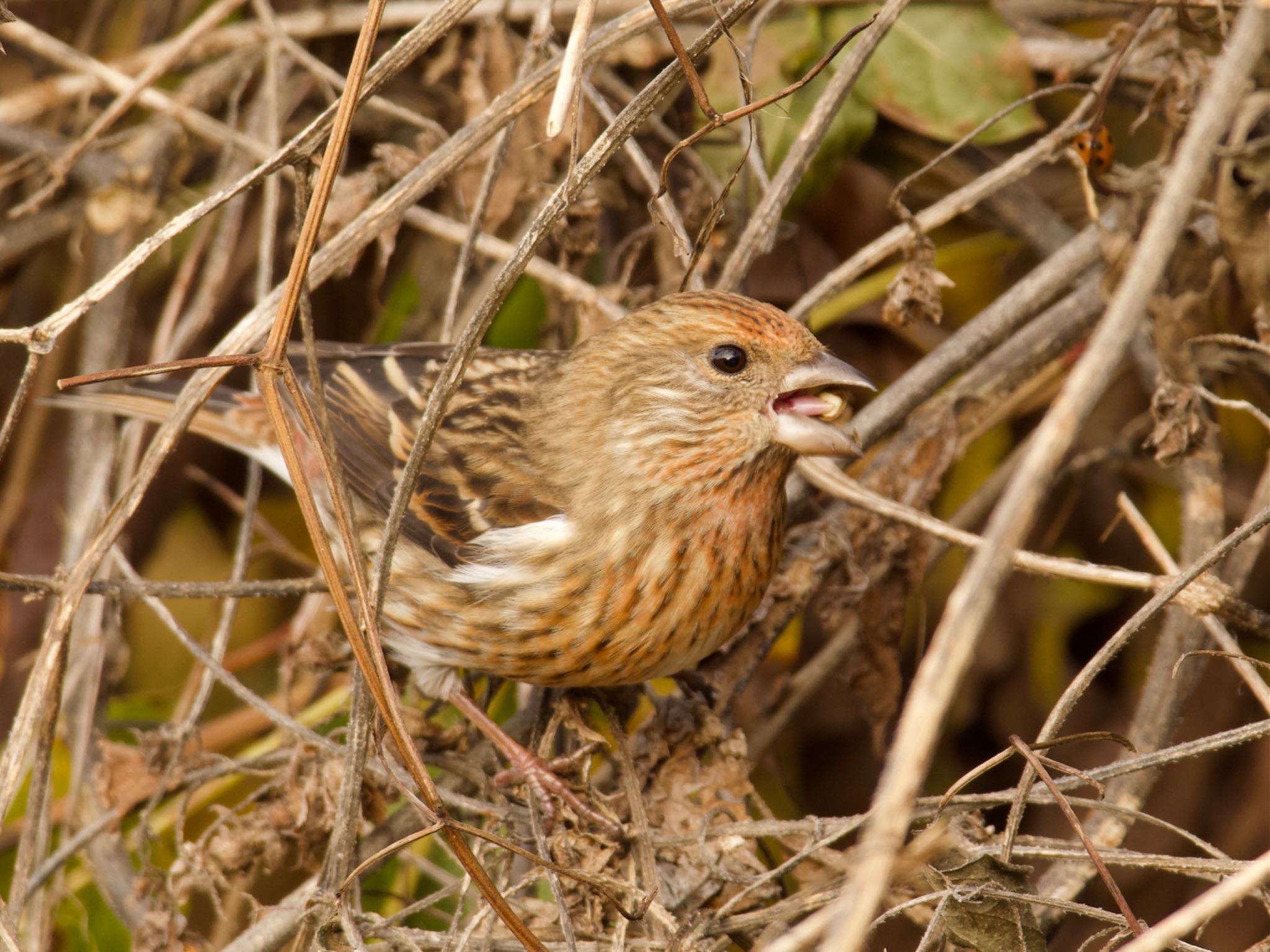 Photo of Pallas's Rosefinch at Mt. Tsukuba by スキーヤー