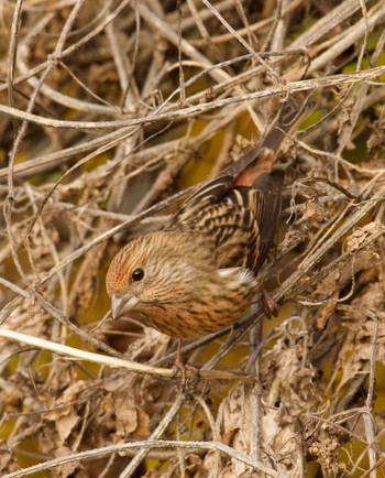 Thu, 11/23/2023 Birding report at Mt. Tsukuba