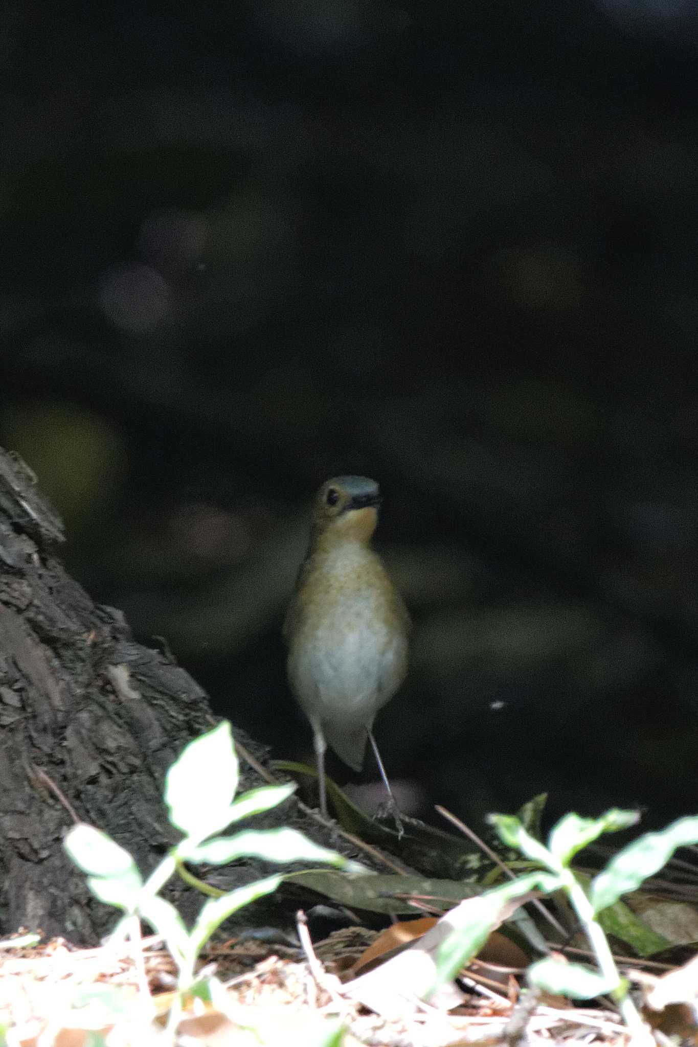 庄内緑地公園 コルリの写真 by herald