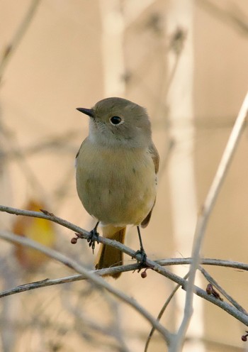 2023年12月7日(木) 筑波山の野鳥観察記録