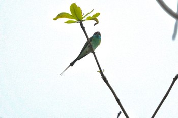 Blue-throated Bee-eater East Coast Park Sun, 3/19/2023