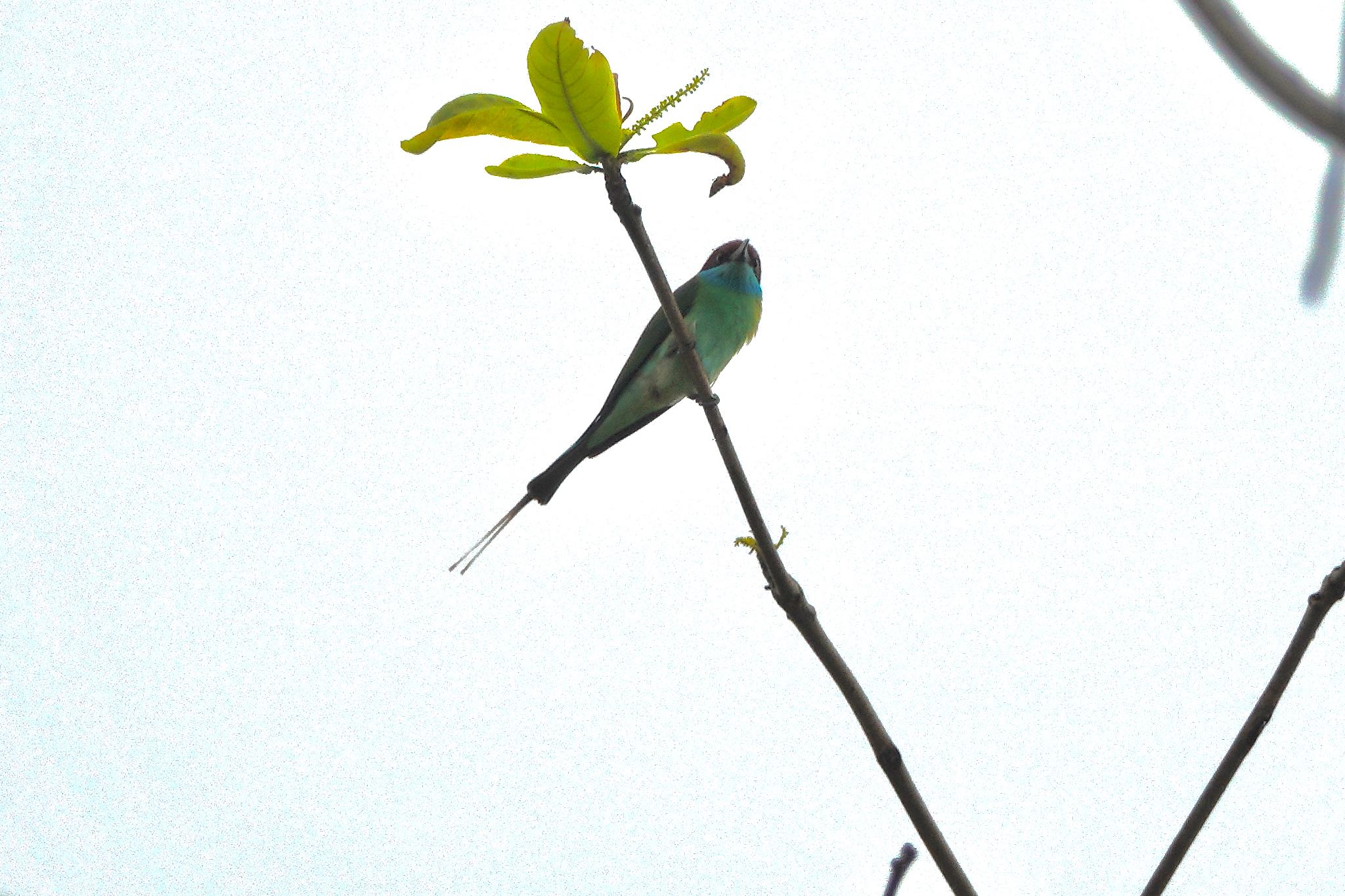 Blue-throated Bee-eater