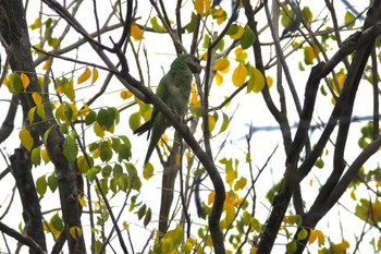 Red-breasted Parakeet East Coast Park Sun, 3/19/2023