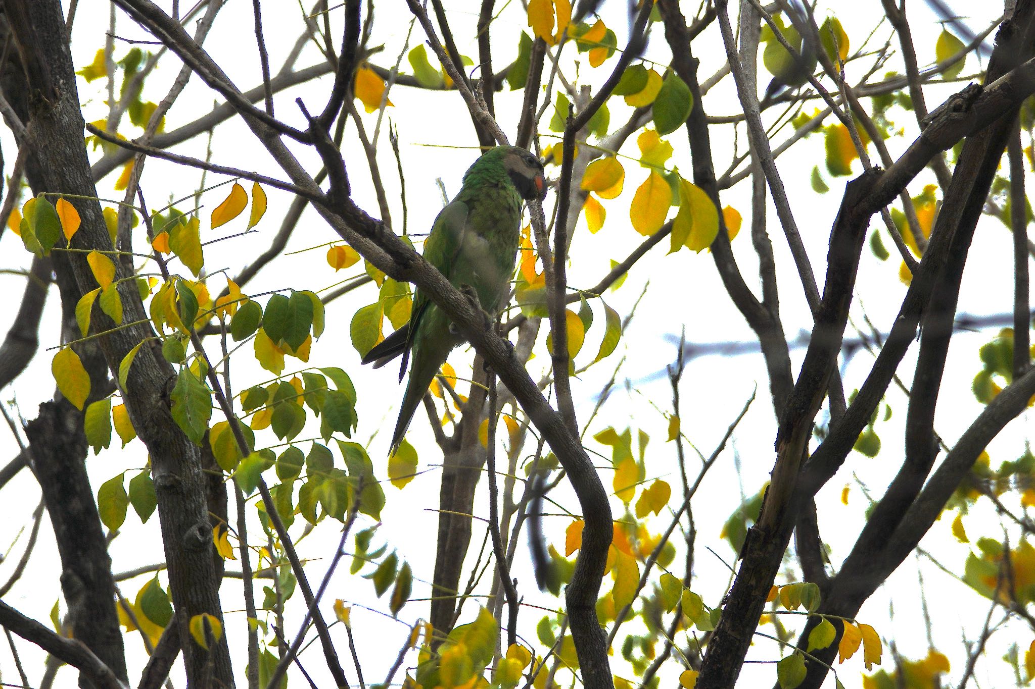 Red-breasted Parakeet