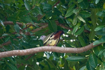 Pink-necked Green Pigeon East Coast Park Sun, 3/19/2023