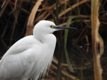 Little Egret 荒川河川敷 Sun, 11/26/2023