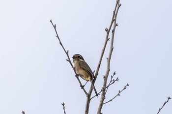 Bull-headed Shrike Unknown Spots Thu, 12/7/2023