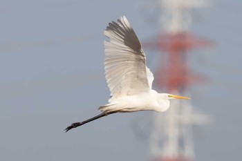 チュウサギ 場所が不明 2023年12月7日(木)