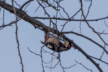 Great Spotted Woodpecker Unknown Spots Thu, 12/7/2023