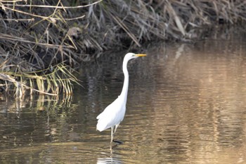 Medium Egret Unknown Spots Thu, 12/7/2023