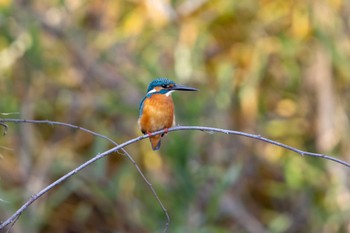 Common Kingfisher Unknown Spots Thu, 12/7/2023