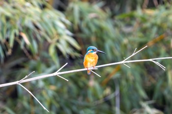 Common Kingfisher Unknown Spots Thu, 12/7/2023