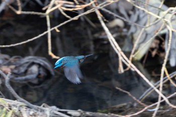 Common Kingfisher Unknown Spots Thu, 12/7/2023