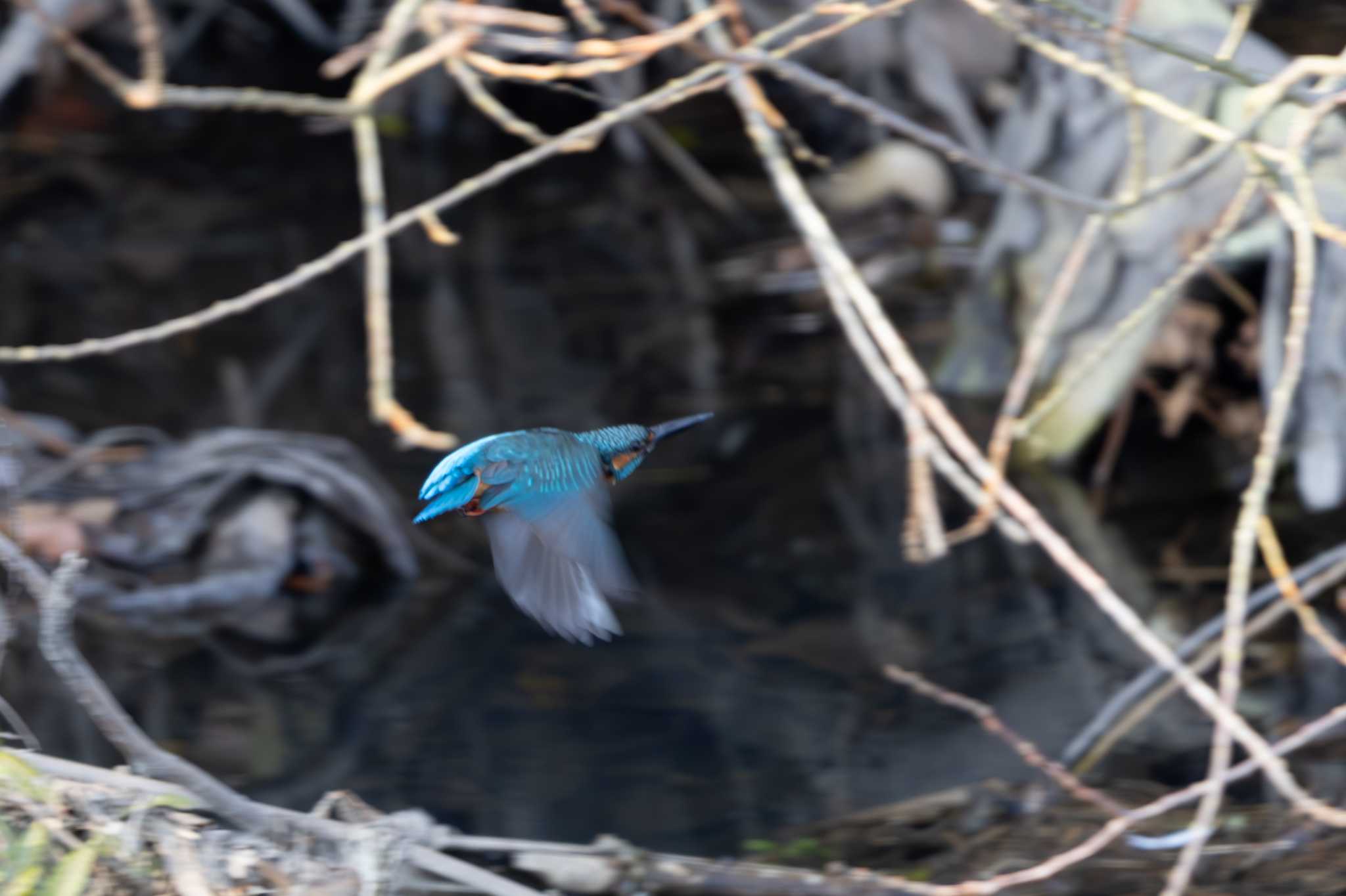 Photo of Common Kingfisher at  by あっくん