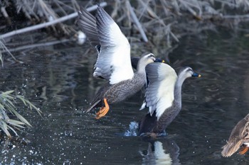 Eastern Spot-billed Duck Unknown Spots Thu, 12/7/2023