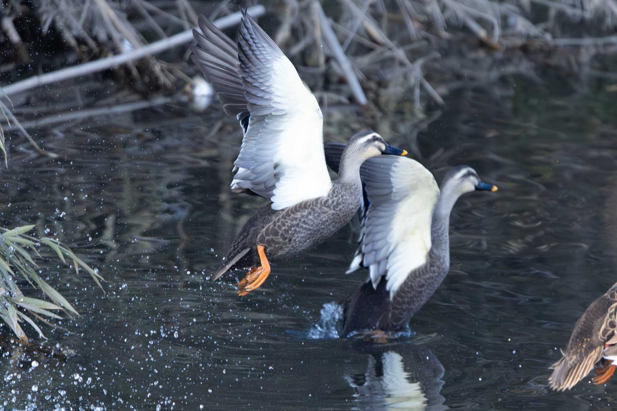 Photo of Eastern Spot-billed Duck at  by あっくん