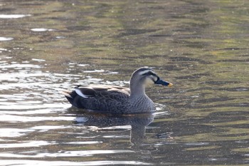 Eastern Spot-billed Duck Unknown Spots Thu, 12/7/2023