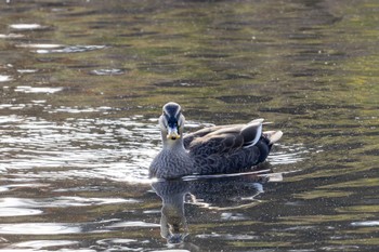 Eastern Spot-billed Duck Unknown Spots Thu, 12/7/2023