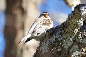 Common Redpoll Senjogahara Marshland Sun, 11/19/2023