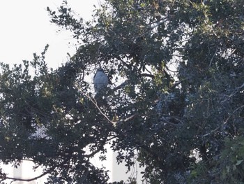 オオタカ 東京港野鳥公園 2023年12月3日(日)