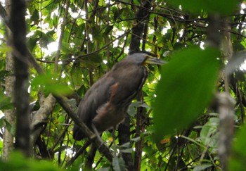 Bare-throated Tiger Heron コルコバード国立公園, コスタリカ Thu, 9/12/2013