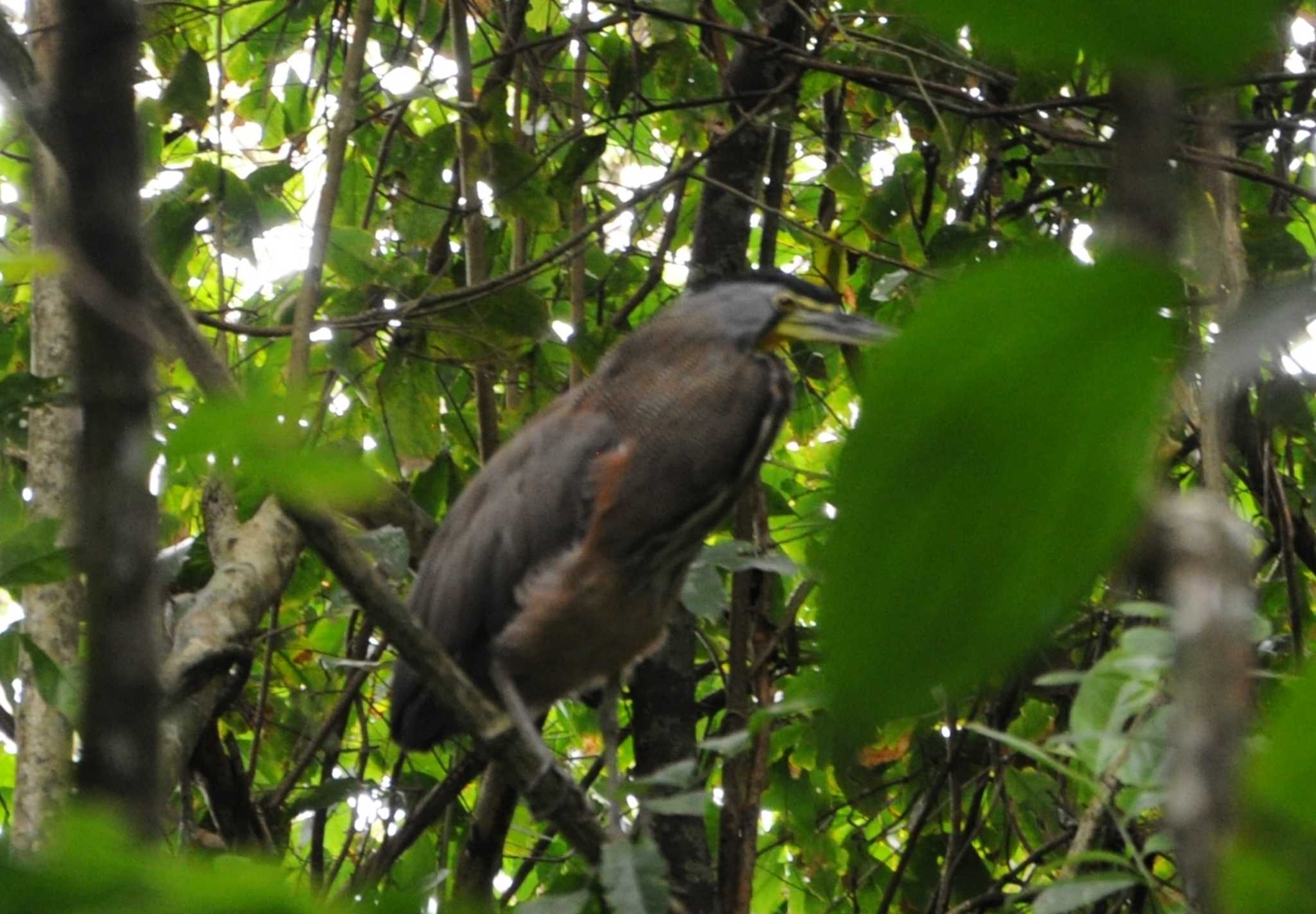 Photo of Bare-throated Tiger Heron at コルコバード国立公園, コスタリカ by dtaniwaki