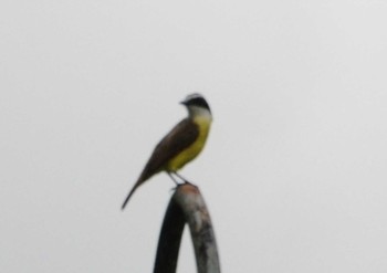 Rusty-margined Flycatcher コルコバード国立公園, コスタリカ Thu, 9/12/2013