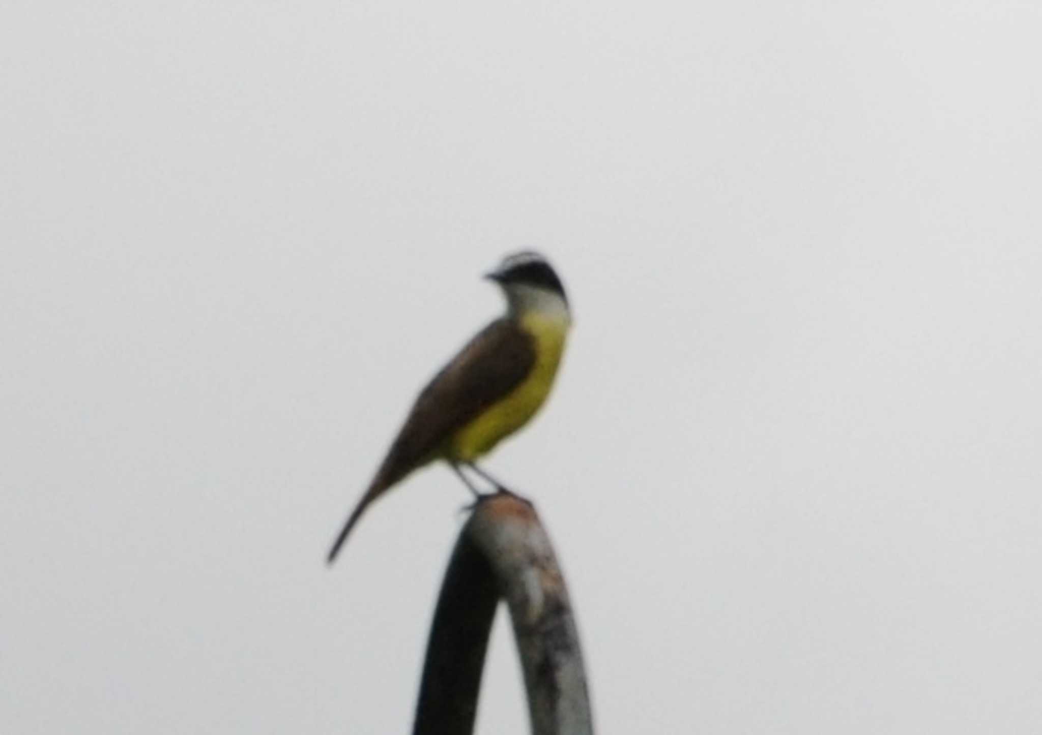 Photo of Rusty-margined Flycatcher at コルコバード国立公園, コスタリカ by dtaniwaki