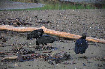 Black Vulture ドレイク, コスタリカ Sat, 9/14/2013