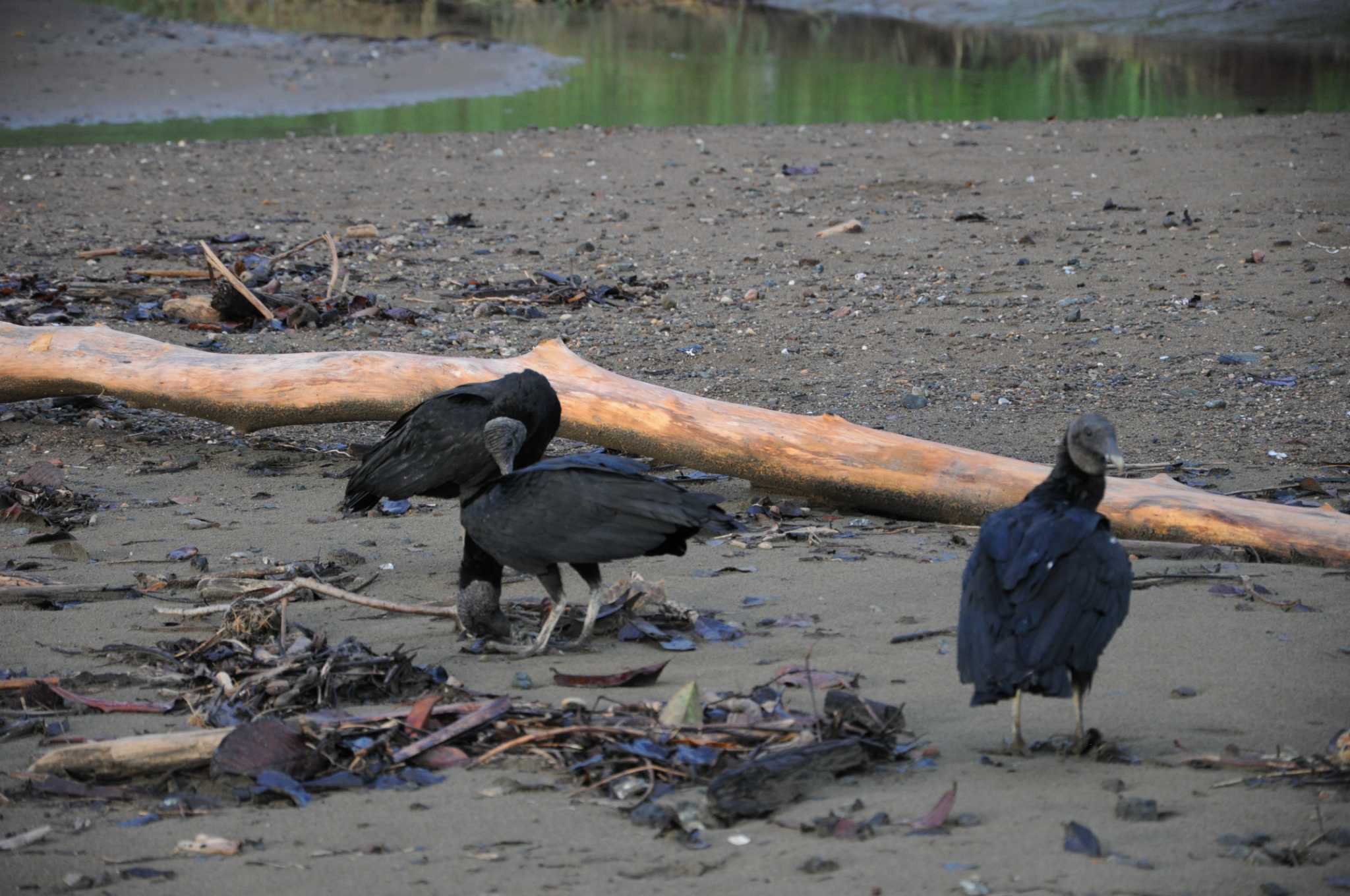 Photo of Black Vulture at ドレイク, コスタリカ by dtaniwaki