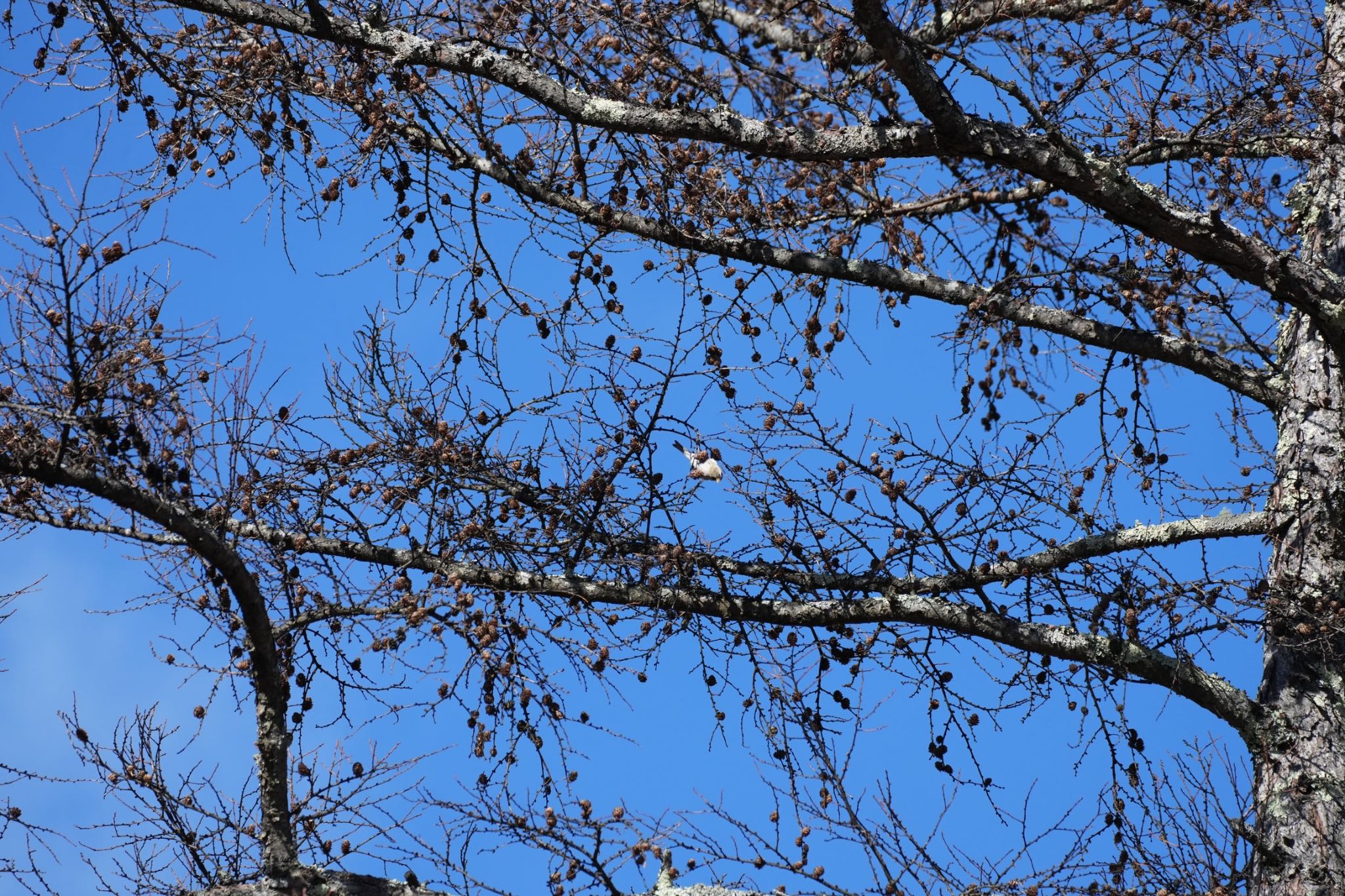 Common Redpoll