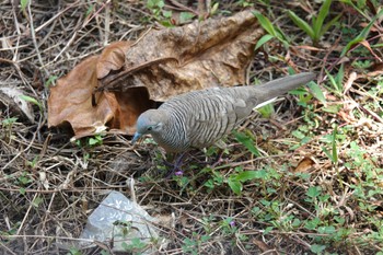 チョウショウバト Pasir Ris Park (Singapore) 2023年3月18日(土)