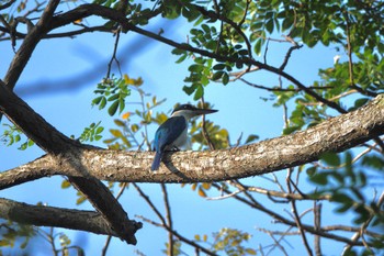 Collared Kingfisher Pasir Ris Park (Singapore) Sat, 3/18/2023