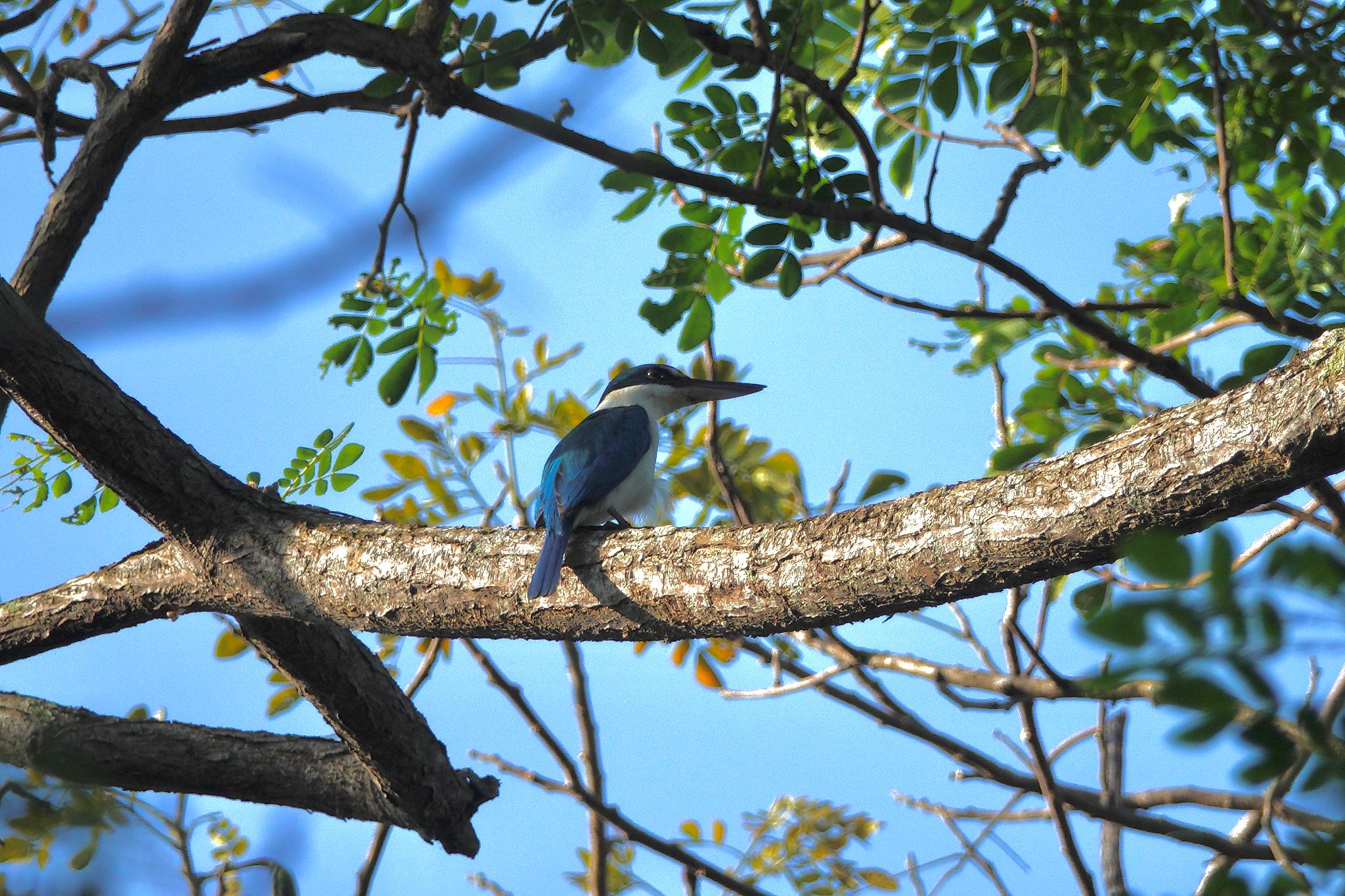 Photo of Collared Kingfisher at Pasir Ris Park (Singapore) by のどか