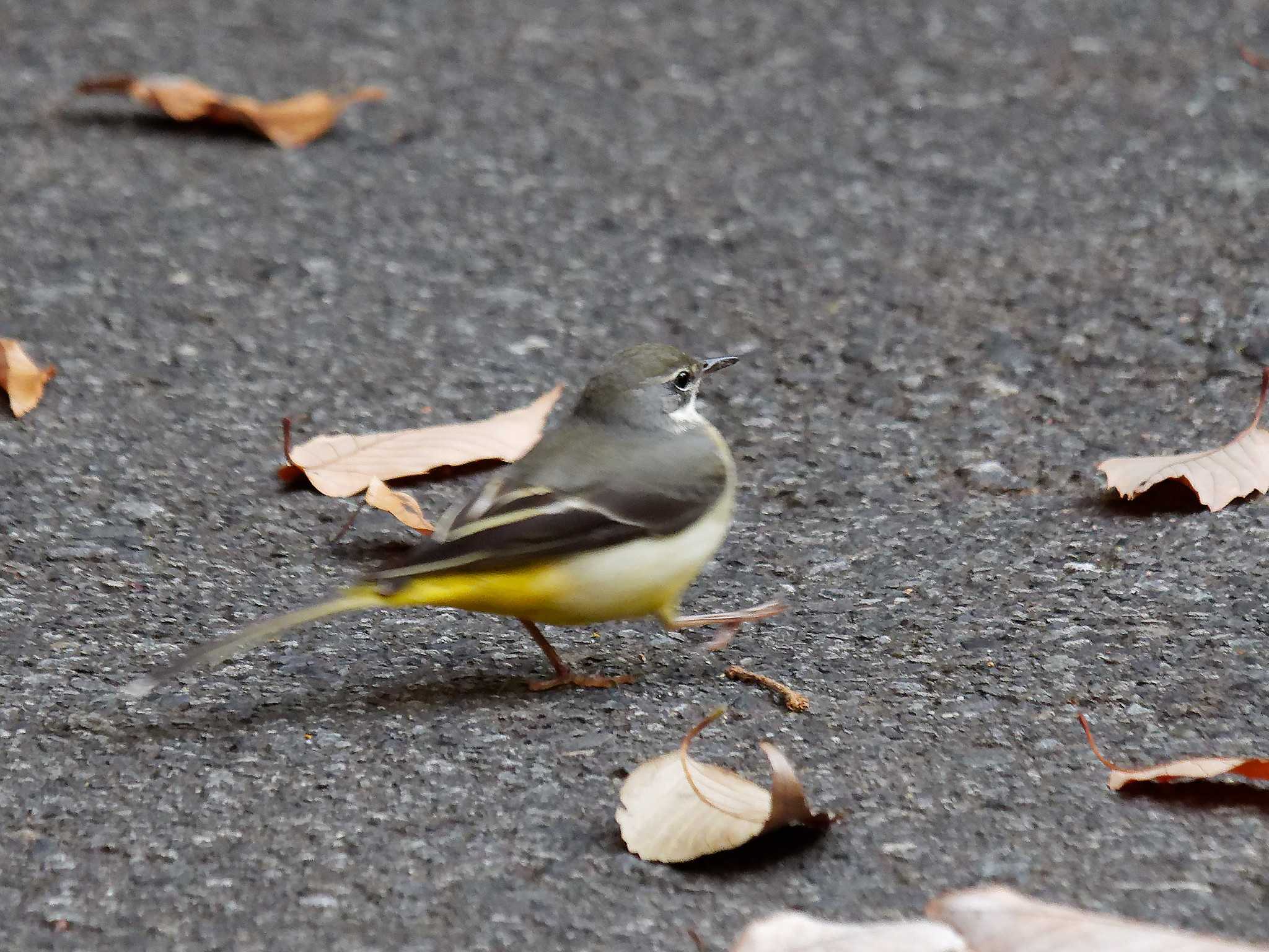 Photo of Grey Wagtail at 横浜市立金沢自然公園 by しおまつ