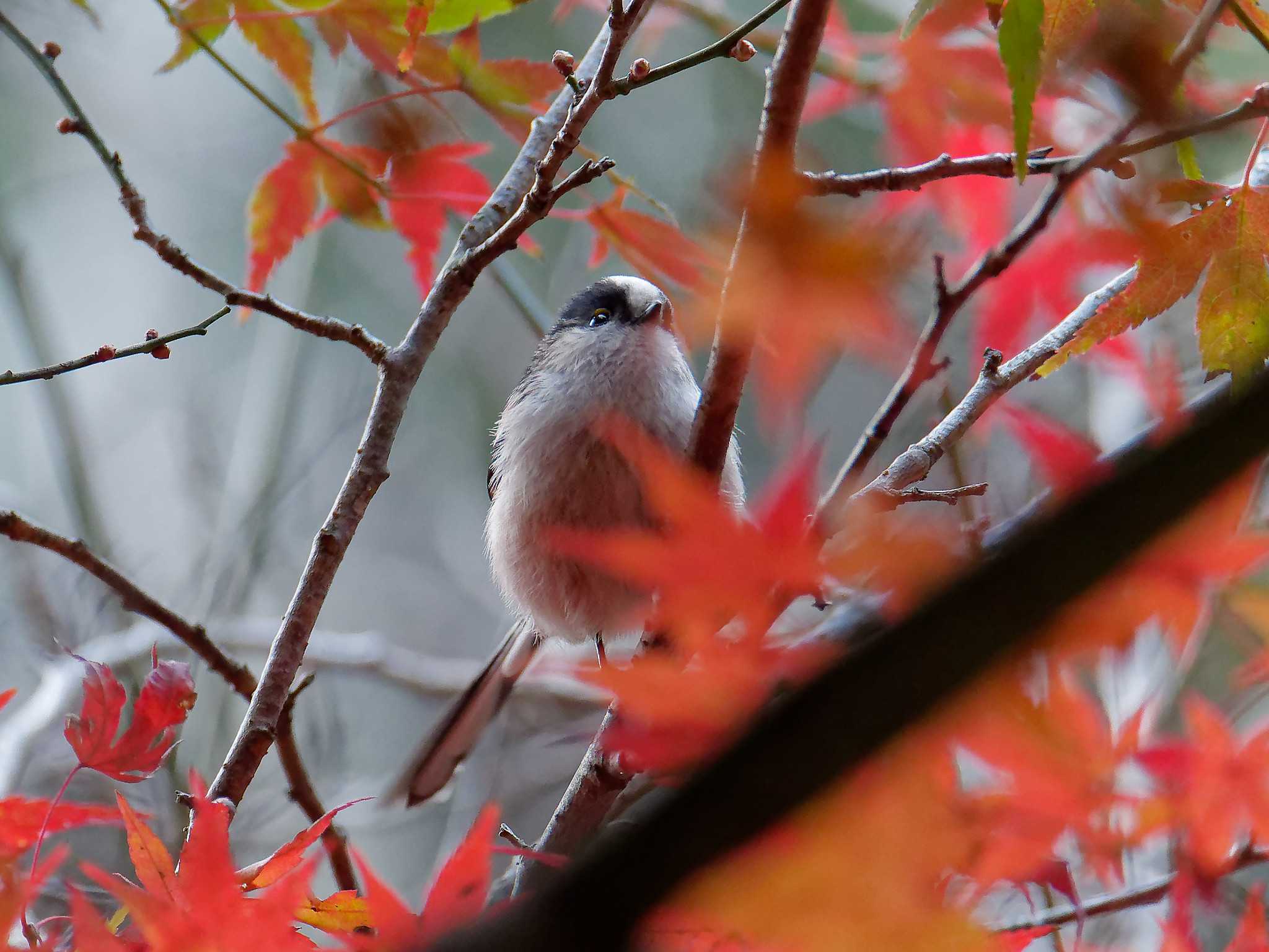 Photo of Long-tailed Tit at 横浜市立金沢自然公園 by しおまつ