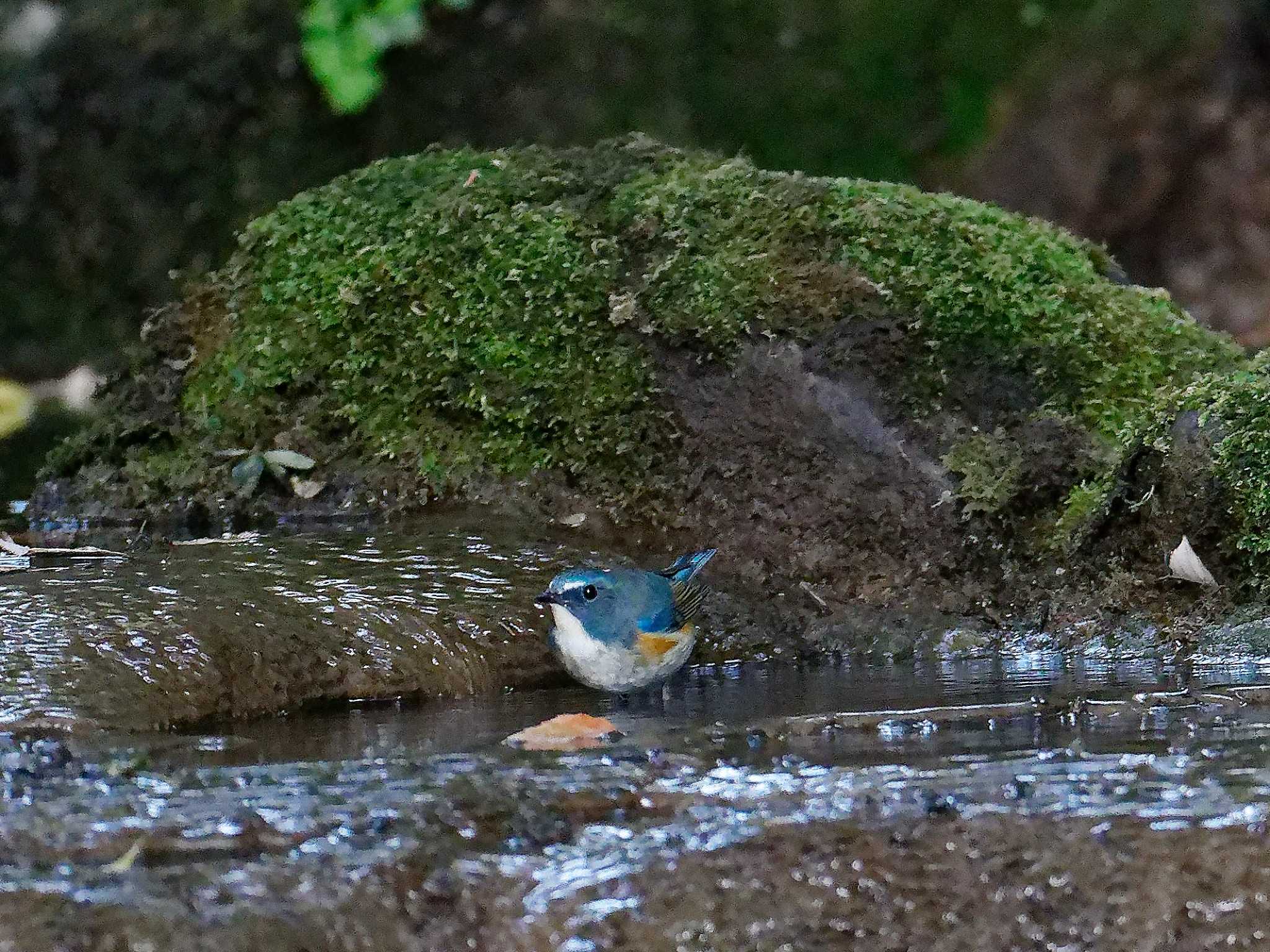 Photo of Red-flanked Bluetail at 横浜市立金沢自然公園 by しおまつ