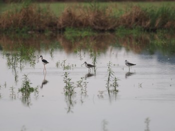 Common Greenshank Unknown Spots Fri, 10/20/2023