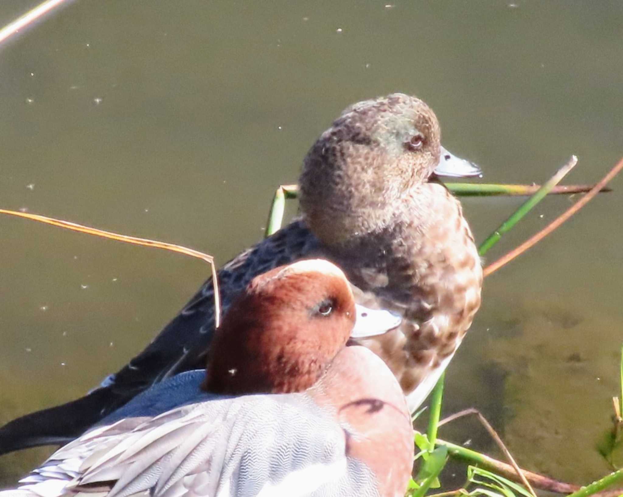 Eurasian Wigeon