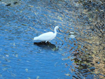 Thu, 12/7/2023 Birding report at 平和の森公園、妙正寺川