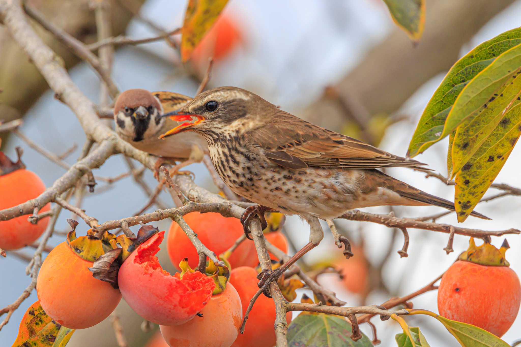 Photo of Dusky Thrush at 石ケ谷公園 by ときのたまお