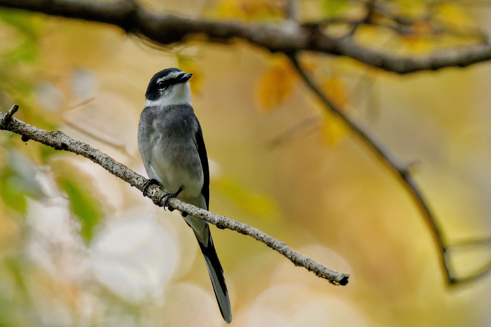 Ryukyu Minivet