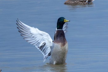 マガモ 鳥屋野潟 2023年12月3日(日)