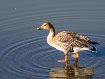 2023年12月8日(金) 境川遊水地公園の野鳥観察記録